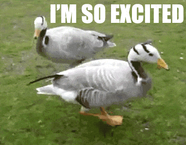 excited gooses